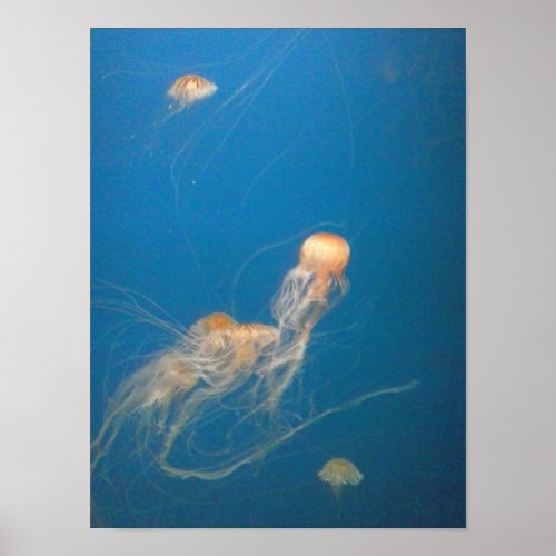 JellyFish Poster