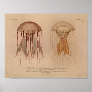 Jellyfish Red Vintage Sea Creatures Art Print