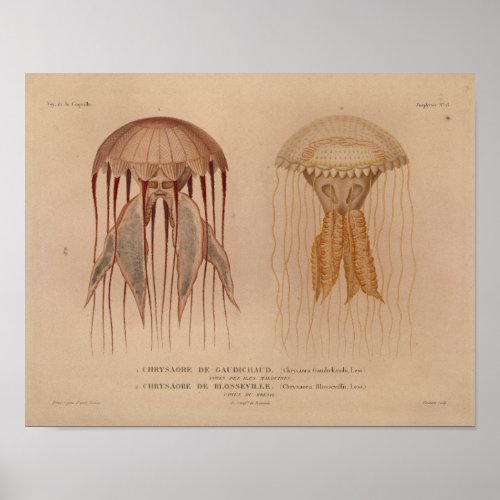 Jellyfish Red Vintage Sea Creatures Art Print