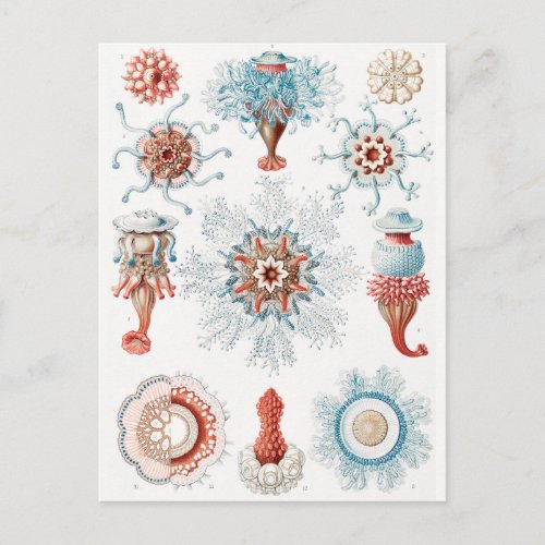 Jellyfish Siphonophorae Staatsquallen Marine Life Postcard