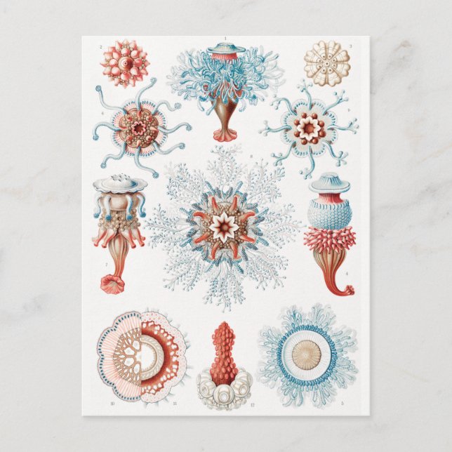 Jellyfish, Siphonophorae Staatsquallen Marine Life Postcard (Front)