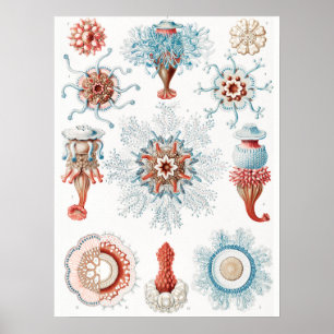 Jellyfish, Siphonophorae Staatsquallen Marine Life Poster