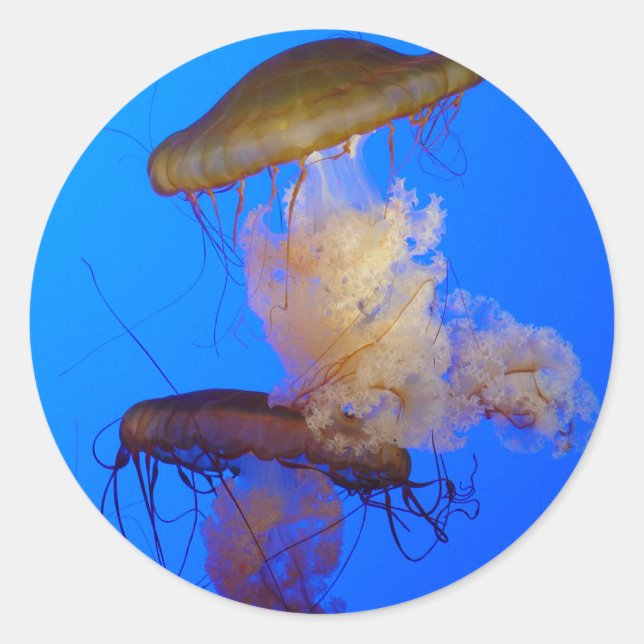 Jellyfish Sticker (Front)