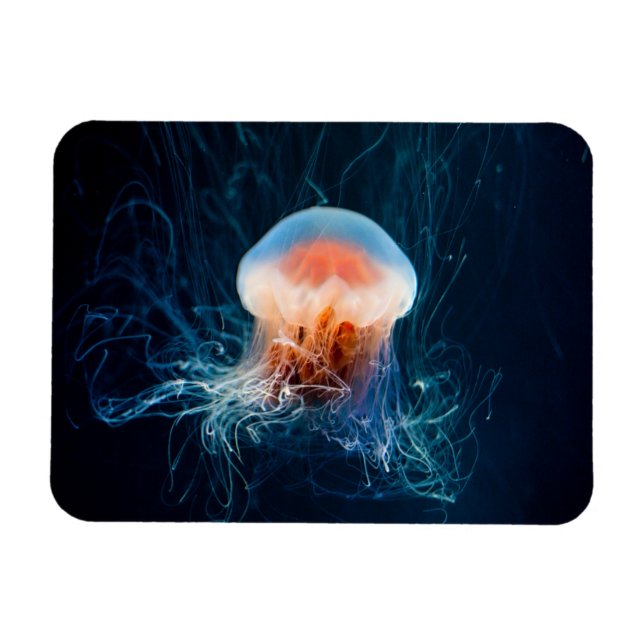 Jellyfish Underwater - Dark Glow Magnet (Horizontal)