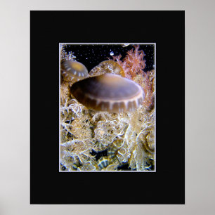 Jellyship Poster