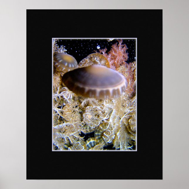 Jellyship Poster (Front)