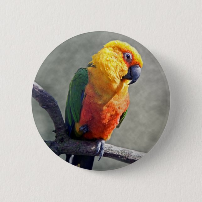 Jenday Conure Badge Pinback Button (Front)