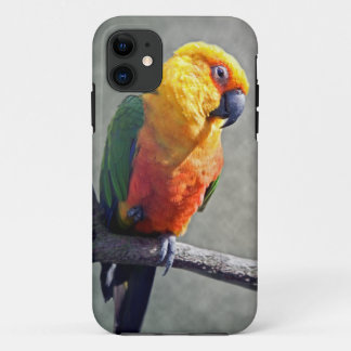 Jenday Conure iPhone 5 Case