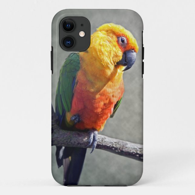 Jenday Conure iPhone 5 Case (Back)