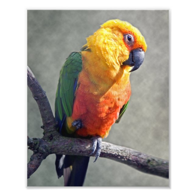 Jenday Conure Print (Front)
