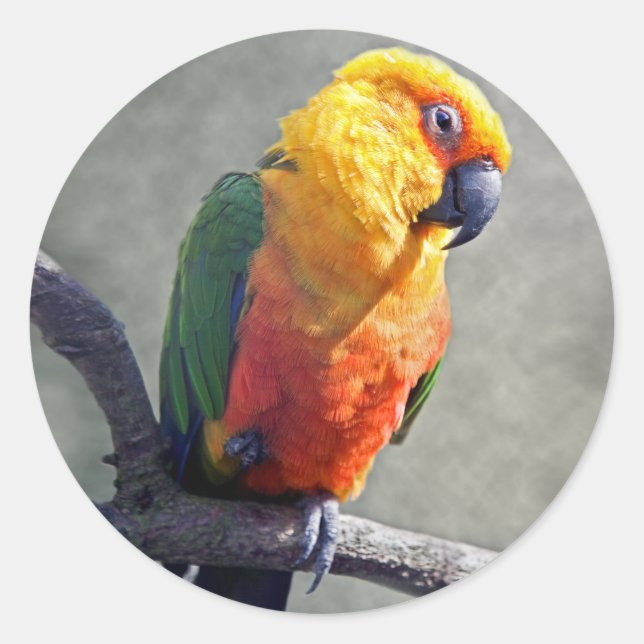 Jenday Conure Sticker (Front)