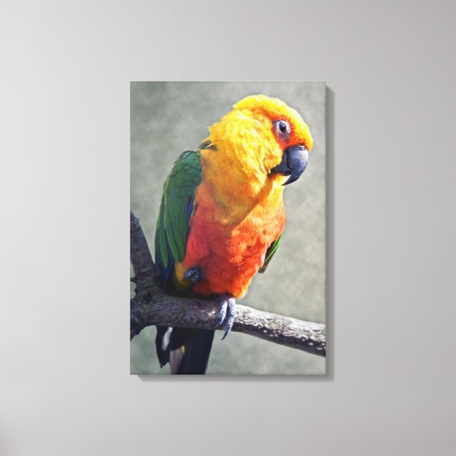 Jenday Conure Wrapped Canvas Print (Front)