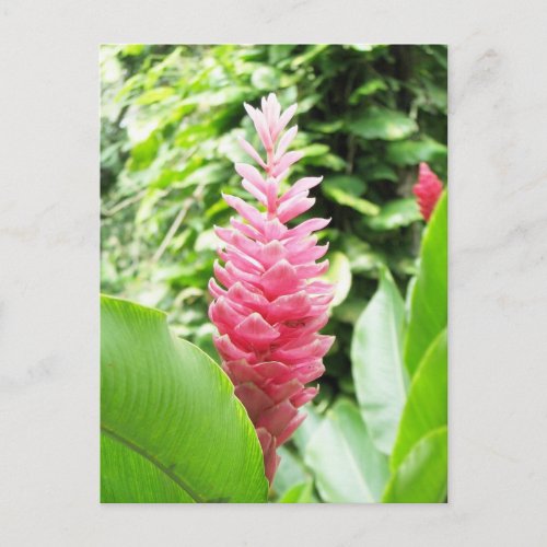 Jengibre rosado pink ginger postcard