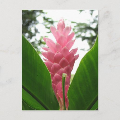 Jengibre rosado pink ginger postcard