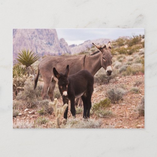 Jennys Foal Postcard