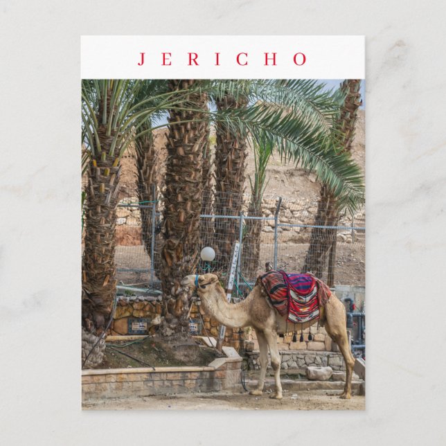 Jericho camel view postcard (Front)