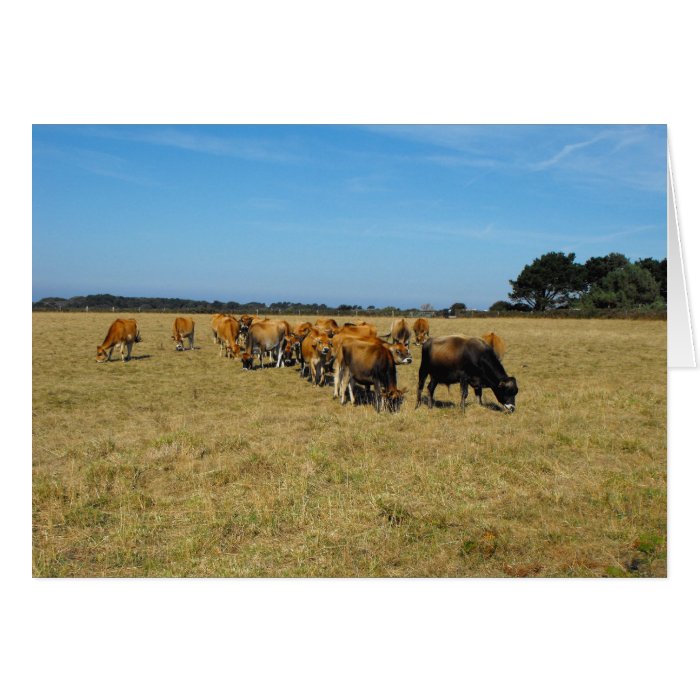 Jersey calves and young bull greeting card