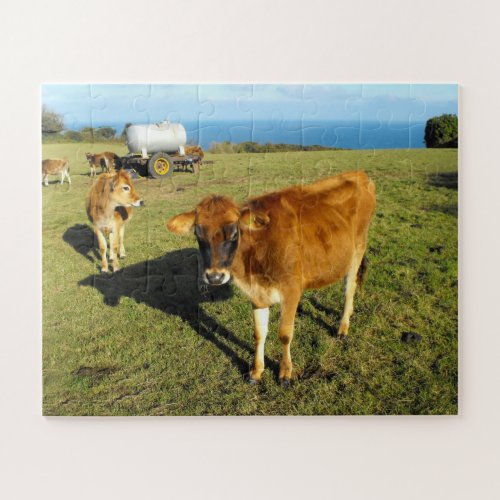Jersey calves in Jersey Jigsaw Puzzle