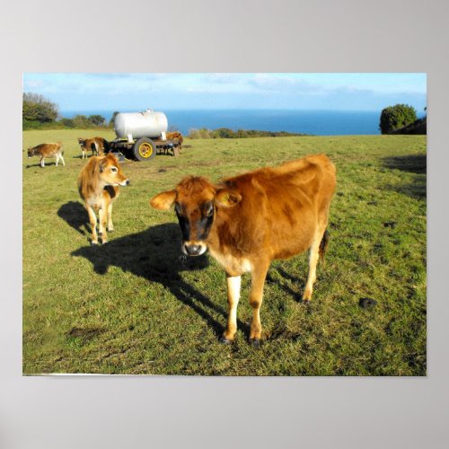 Jersey calves St John Jersey Poster