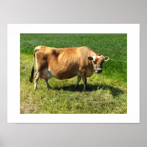 Jersey cow in Jersey Channel Islands Poster