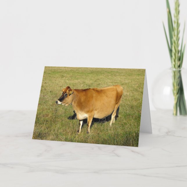 Jersey cow in St John Holiday Card (Front)
