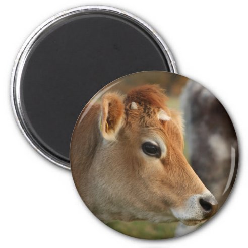 cow magnet