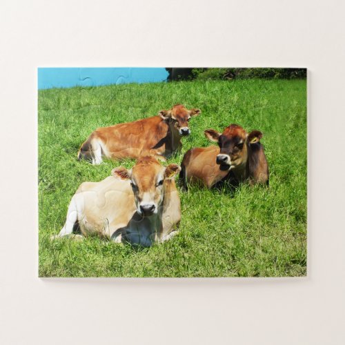Jersey cows farm animal jigsaw puzzle