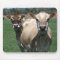 Jersey cows