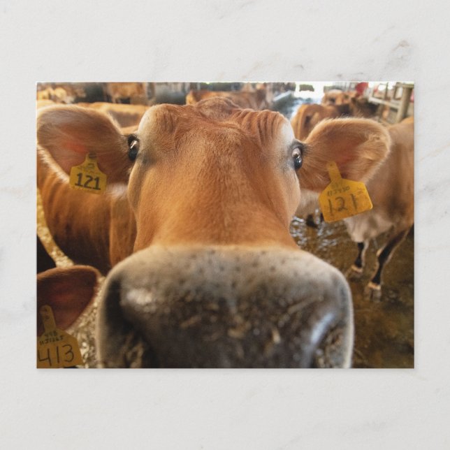 Jersey Dairy Cow Close-up Photo Postcard (Front)