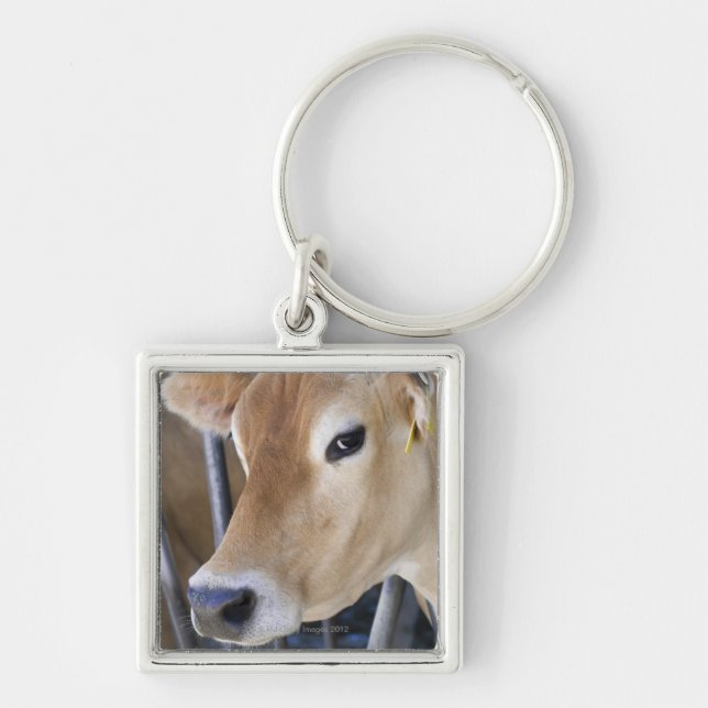 Jersey dairy cow with head in head lock. keychain (Front)