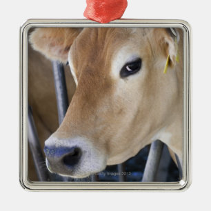 Jersey dairy cow with head in head lock. metal ornament