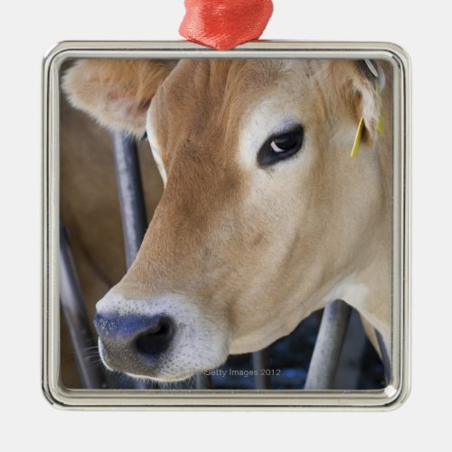 Jersey dairy cow with head in head lock metal ornament