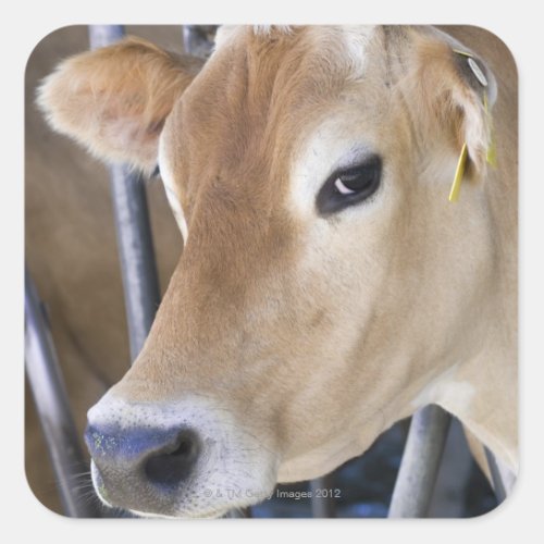 Jersey dairy cow with head in head lock square sticker