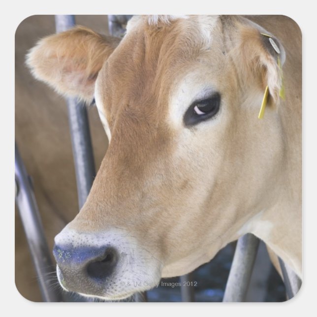 Jersey dairy cow with head in head lock. square sticker (Front)