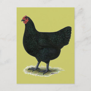 Jersey Giant:  Black Hen Postcard