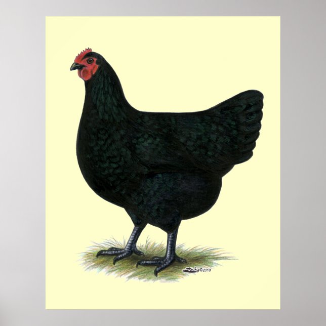 Jersey Giant:  Black Hen Poster (Front)