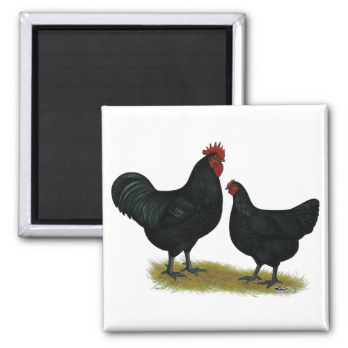 Jersey Giant Chickens Magnet