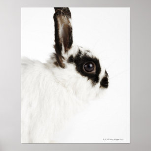 Jersey Wooly Rabbit Poster