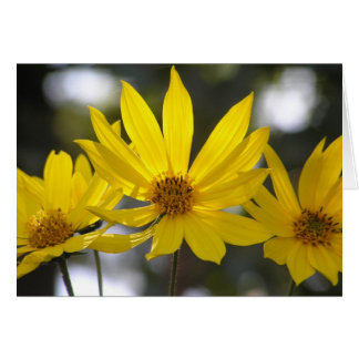 Jerusalem Artichoke Cards