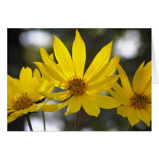 Jerusalem Artichoke Cards (Front Horizontal)