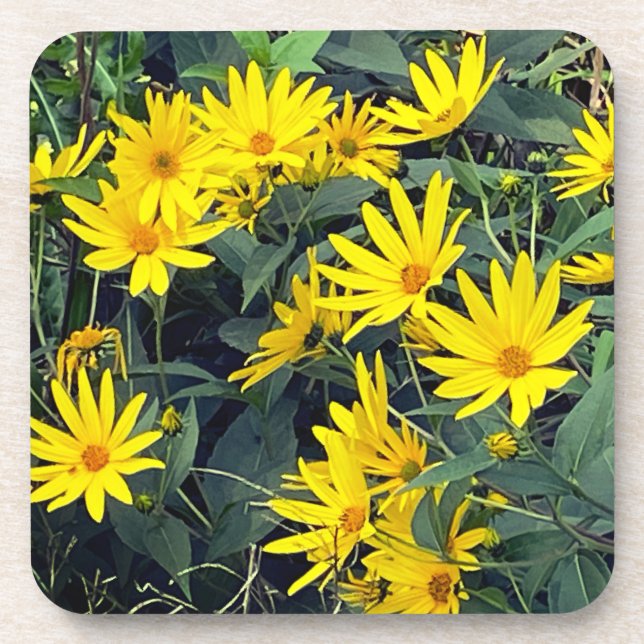Jerusalem Artichoke Flowers Beverage Coaster (Front)