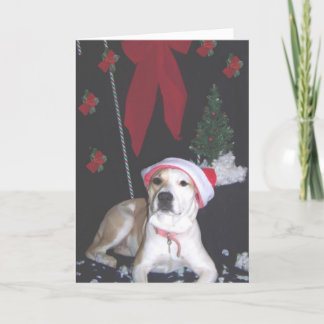 jerzy's-second christmas holiday card