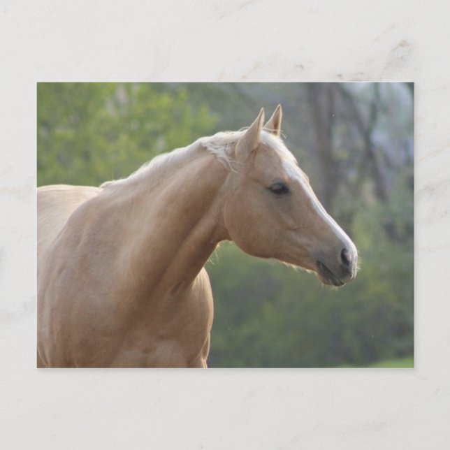 Jessie Rey Freckle Postcard (Front)