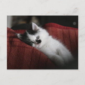 Jessy Jane - postcard