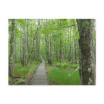 Jesup Path Boardwalk Trail Postcard