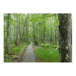 Jesup Path Boardwalk Trail Poster