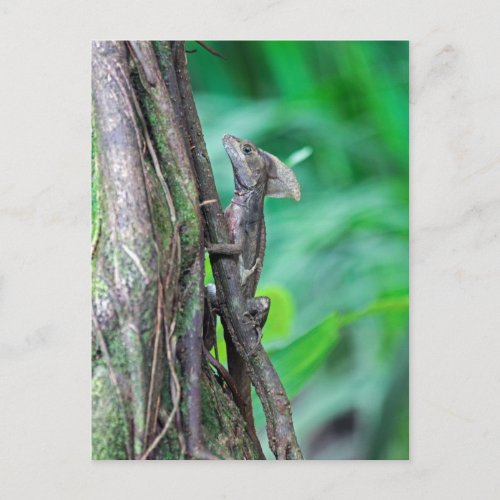 Jesus Christ Basilisk Lizard in Tortuguero Postcard