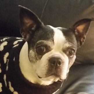 Jesus Follow Me Bumper Magnet