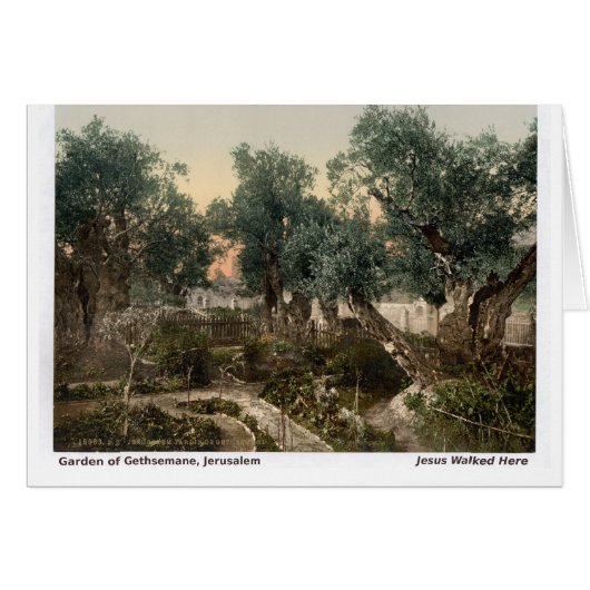 Jesus Walked Here: Garden of Gethsemane Cards (Front Horizontal)