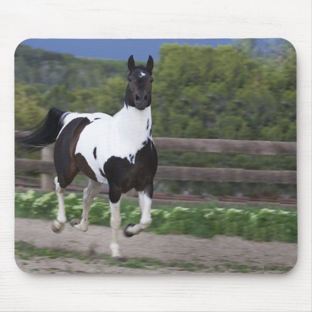 Jet the Paint Horse Running Mouse Pad (Front)
